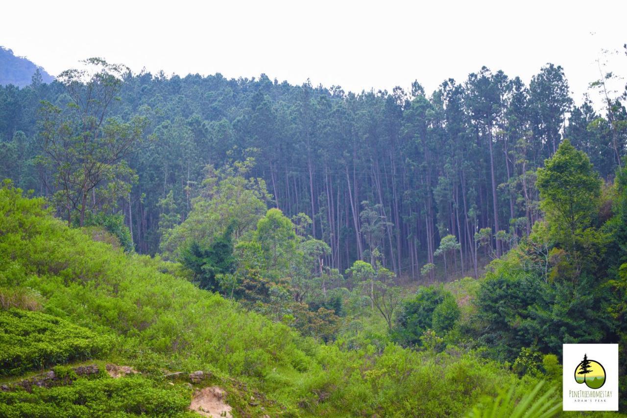 Pine Trees Homestay ナラタニヤ エクステリア 写真