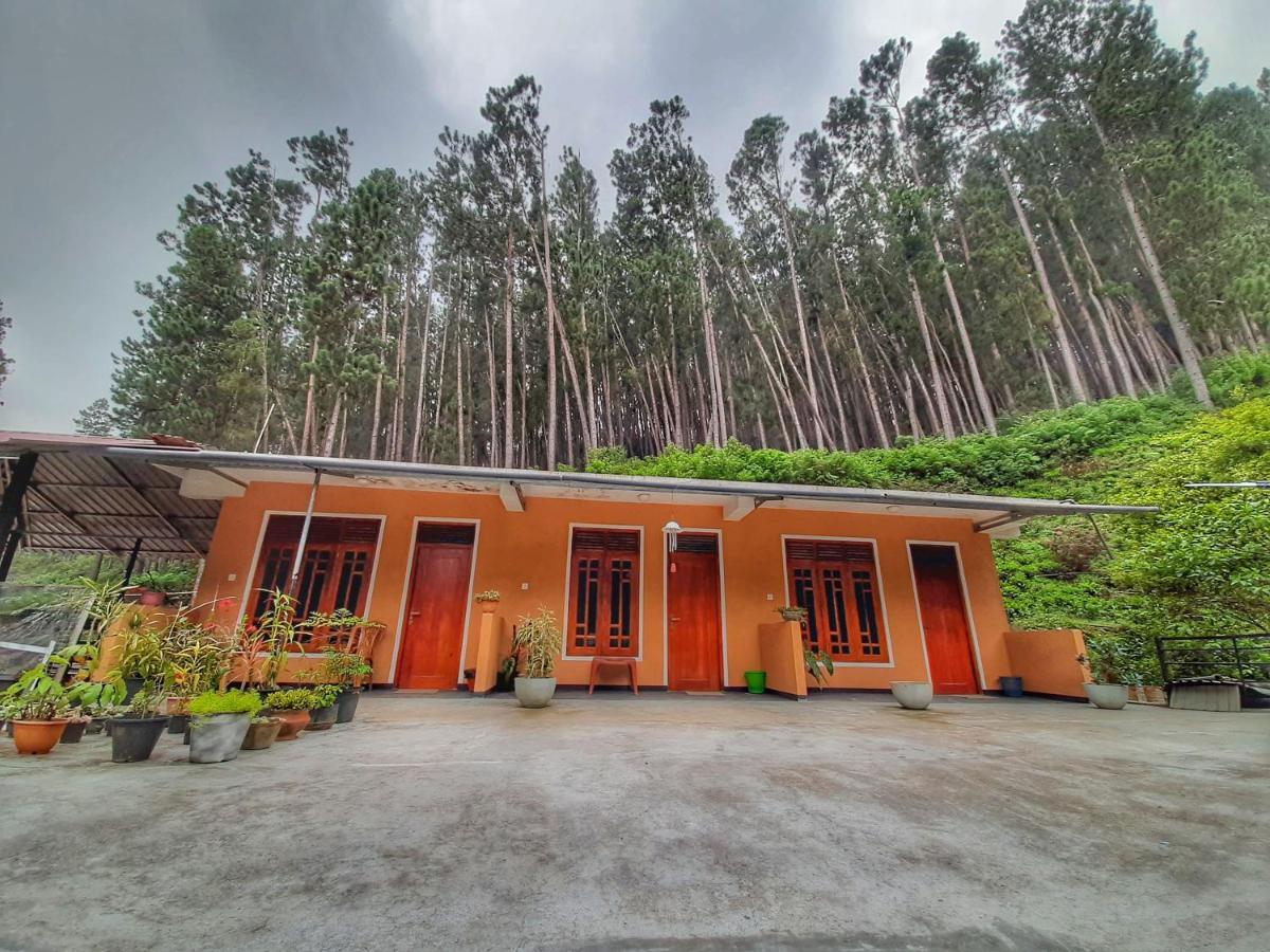 Pine Trees Homestay ナラタニヤ エクステリア 写真